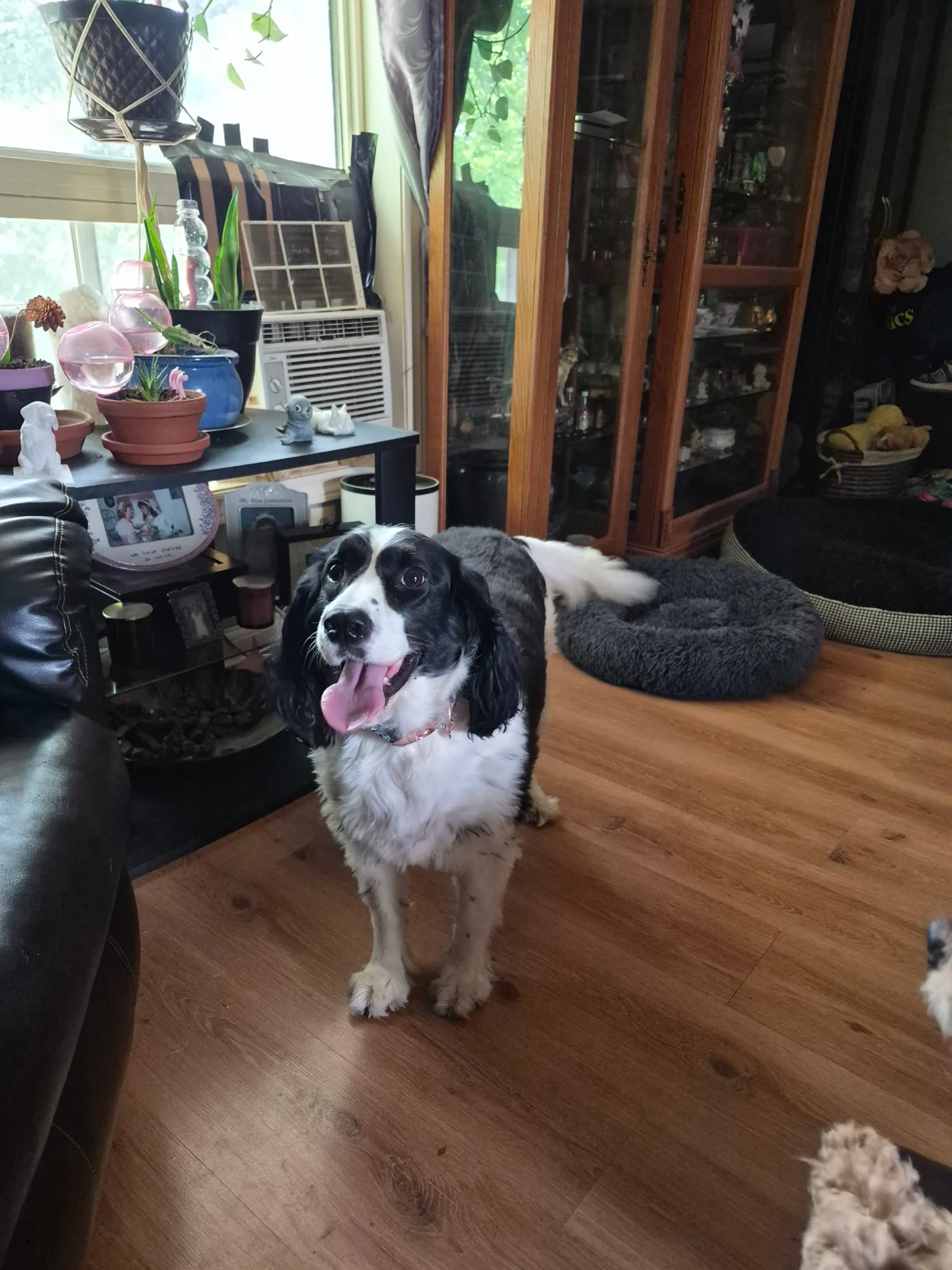 A black and white dog enjoying the living room at Gucci Goo