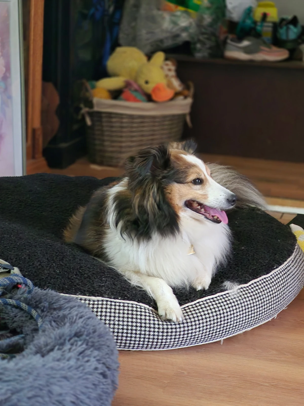 A fluffy dog relaxing in a cosy bed
