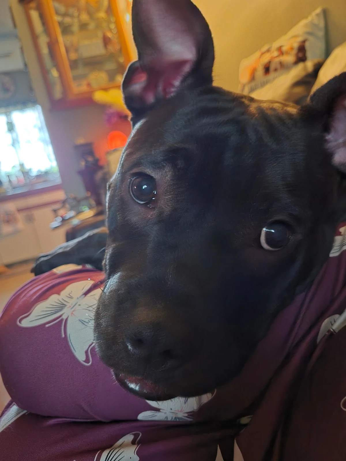 A close-up of a black dog resting indoors