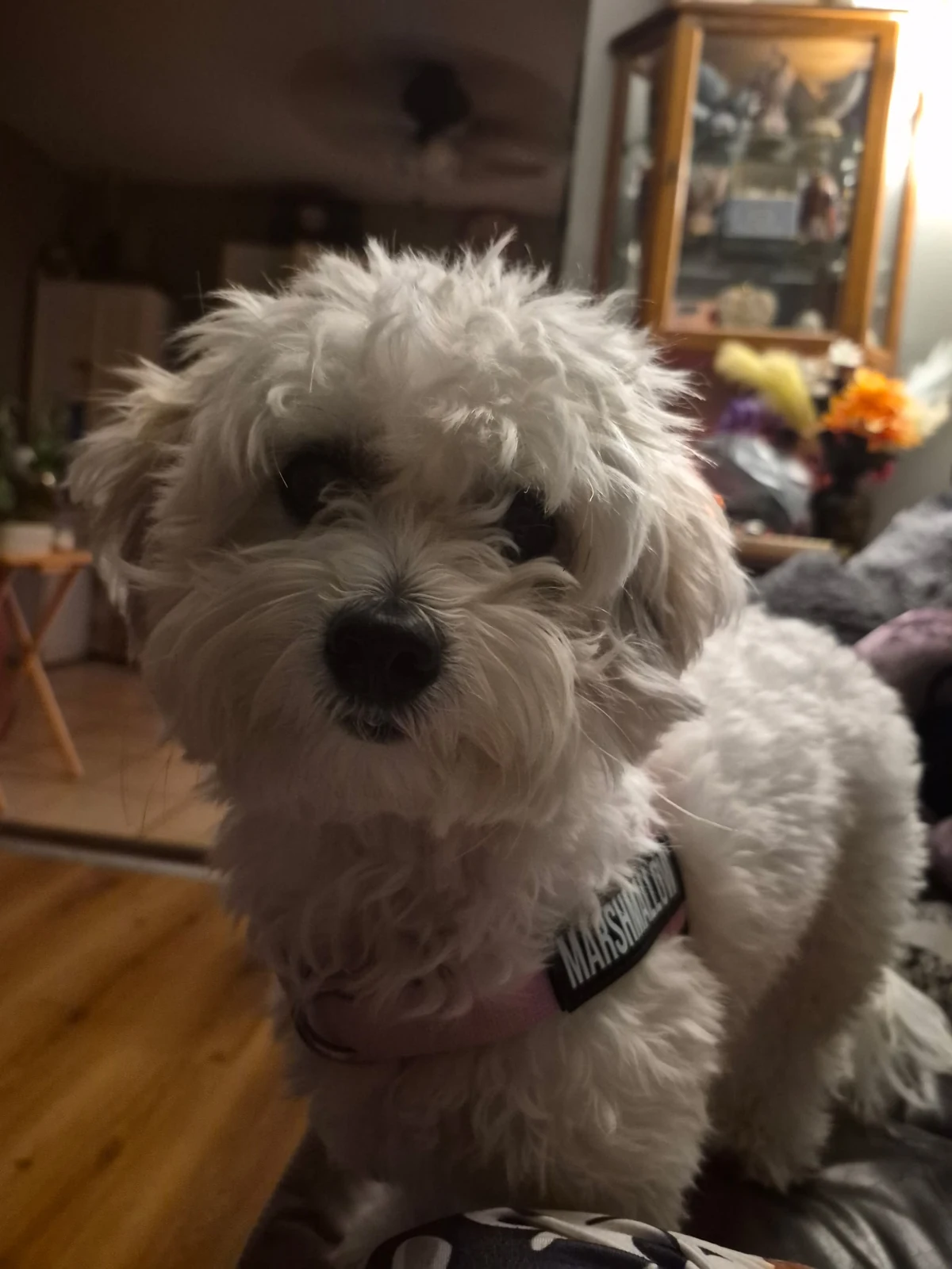 A little fluffy dog looking up from the sofa