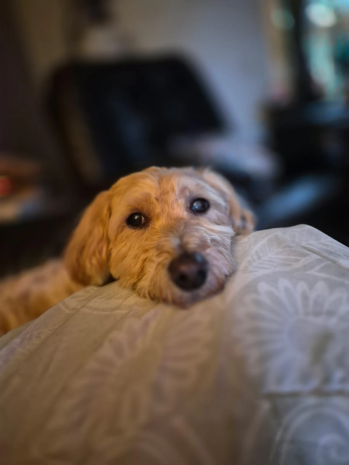 A golden dog snuggled into a blanket