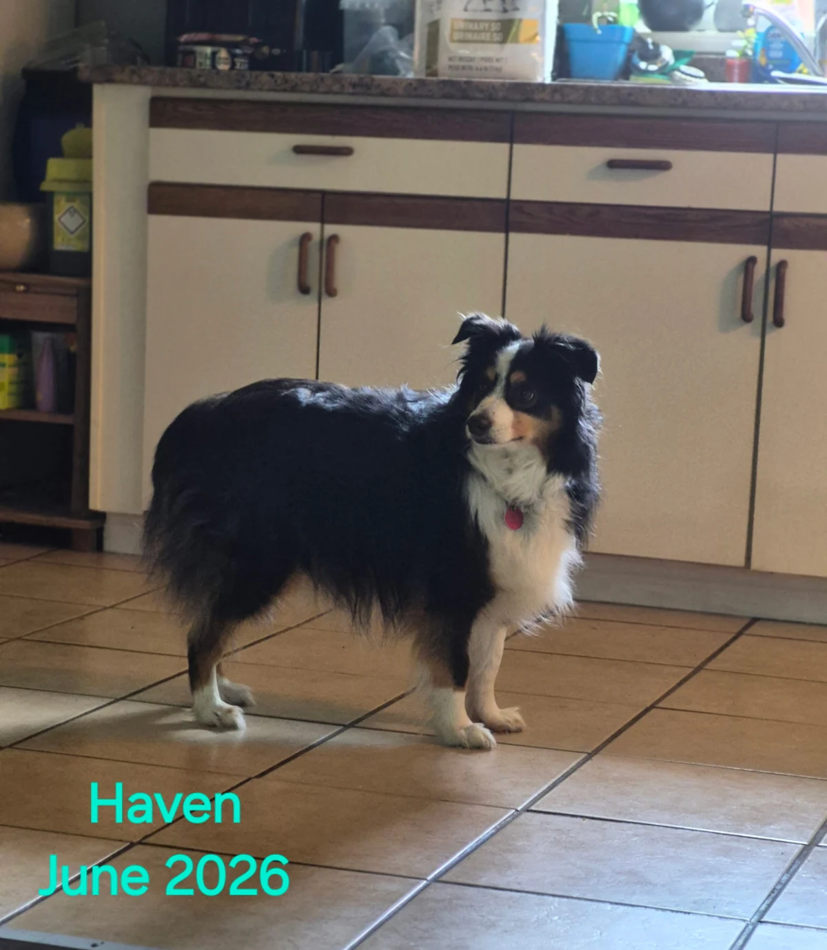 A black and white dog standing in the kitchen
